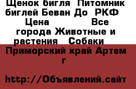 Щенок бигля. Питомник биглей Беван-До (РКФ) › Цена ­ 20 000 - Все города Животные и растения » Собаки   . Приморский край,Артем г.